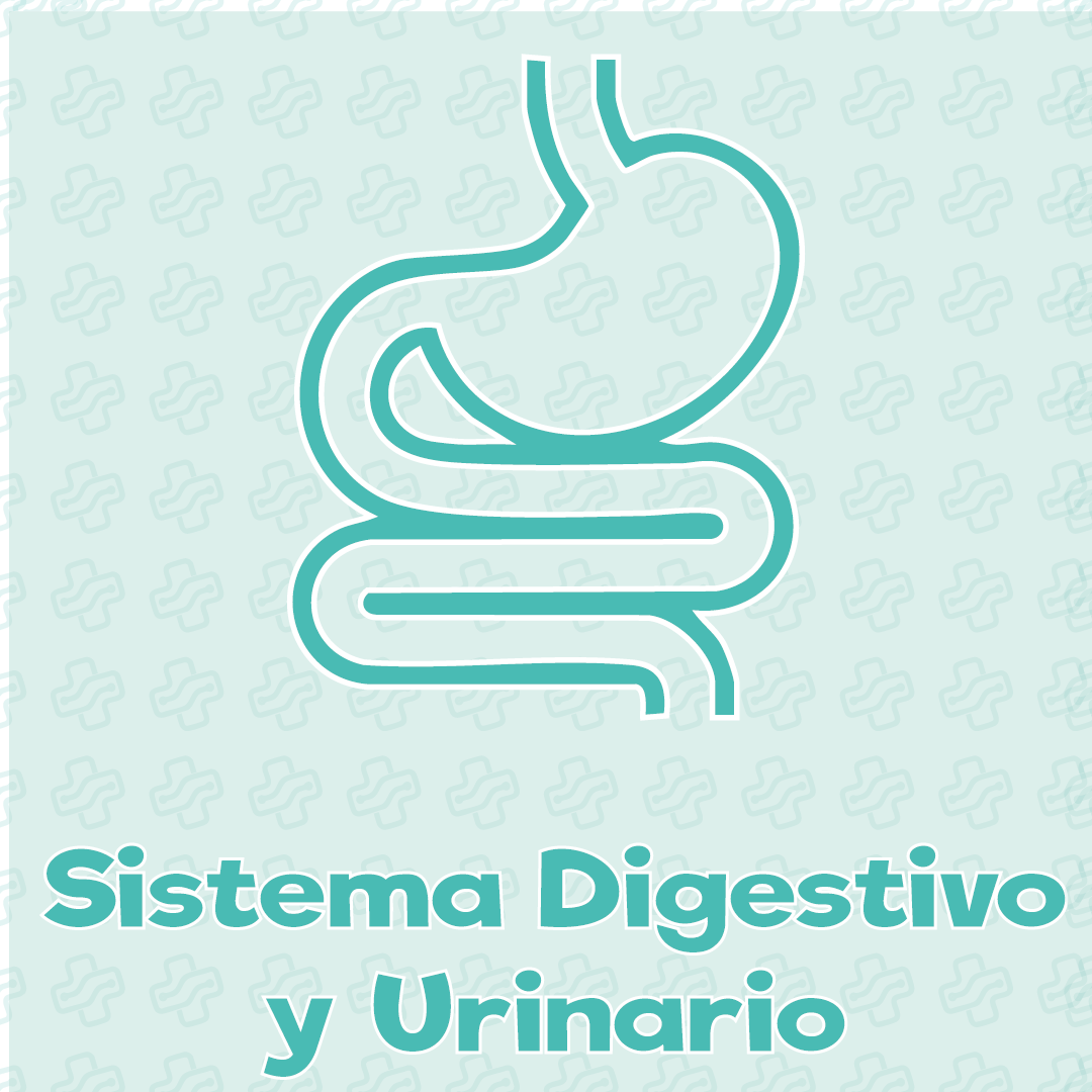 digestivo y urinario